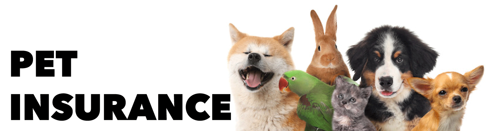Pet Insurance - Ancillary Products Title Image